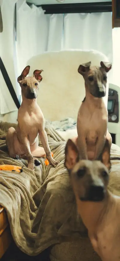 Xoloitzcuintli (Mexican Hairless) Puppies - Standard size, View more
