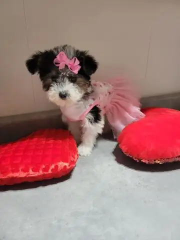 YORKIEPOOS PUPS, View more