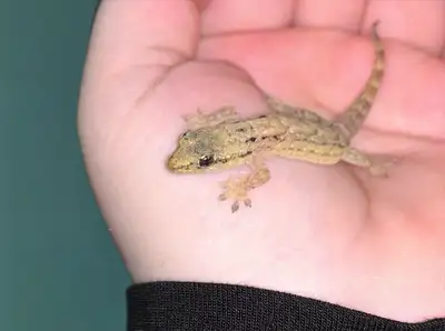 Morning Geckos & Colonies , View more