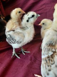 1 week old BYM chicks