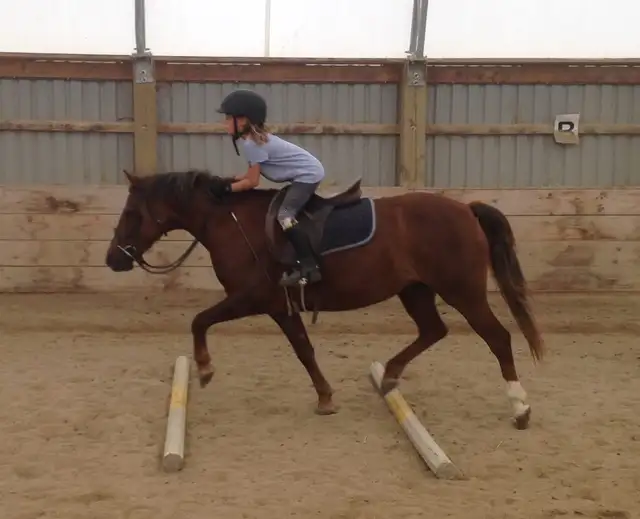 Winter Horse Camp64667464996609121