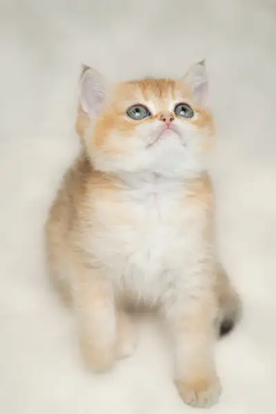 purebred British shorthair, View more