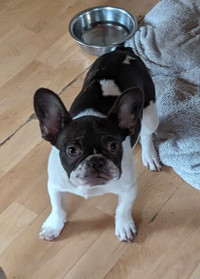 French bulldog puppy for sale (blue pied female)