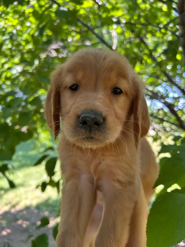 Golden Retrievers Ready for Home! in Dogs & Puppies for Rehoming in Oakville / Halton Region - Image 4