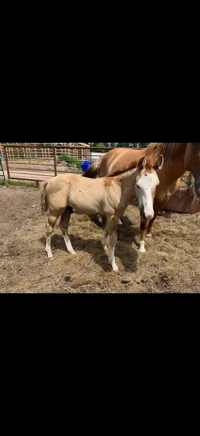 2026 AQHA/APHA colt , View more