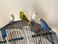 Budgie birds for sale