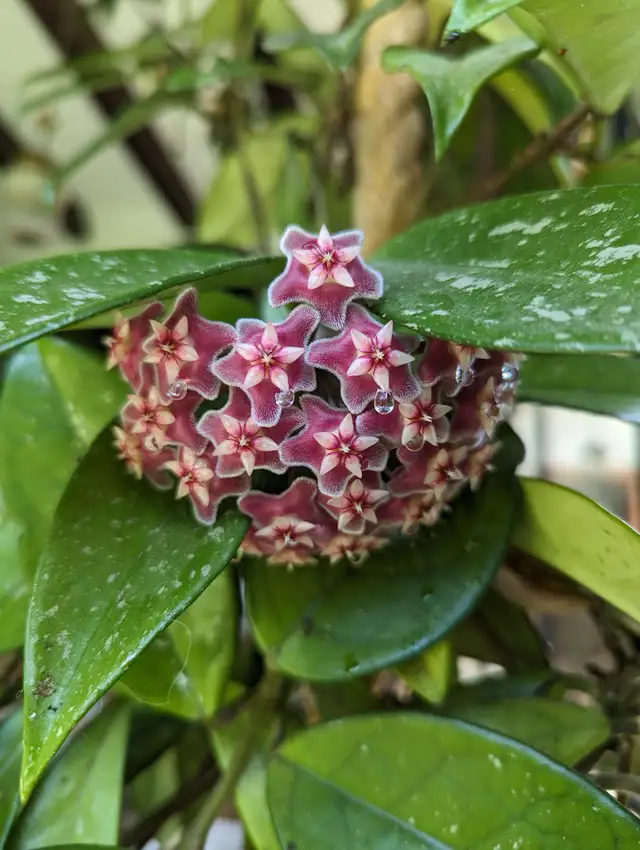 Hoya royal hawaian in Plants, Fertilizer & Soil in Longueuil / South Shore - Image 4