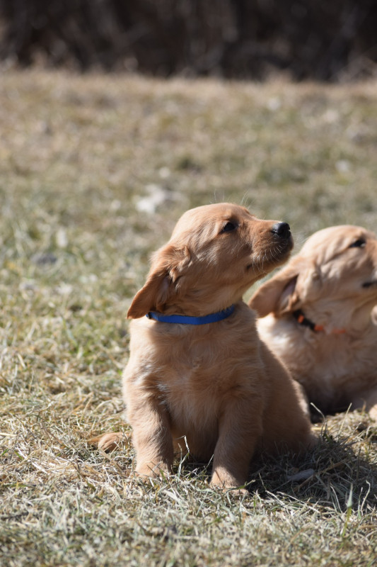 Golden retriever pups looking for new homes in Dogs & Puppies for Rehoming in Bedford - Image 2