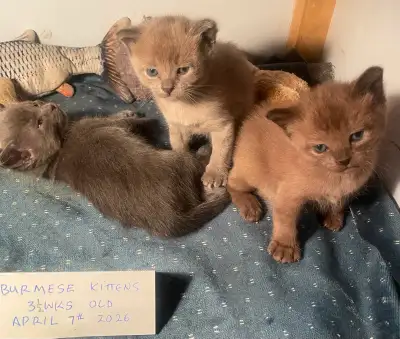 Burmese Kittens - Vancouver, View more