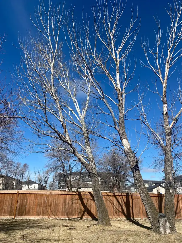 Clear View Tree  Service/mergency services/ Hauling/ Stump grind62863251792643124