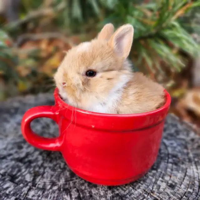 EXTRAORDINARY NETHERLAND DWARF, HOLLAND LOP,  ANGORA BUNNIES in Small Animals for Rehoming in North Bay - Image 7
