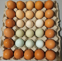 Farm fresh Eggs