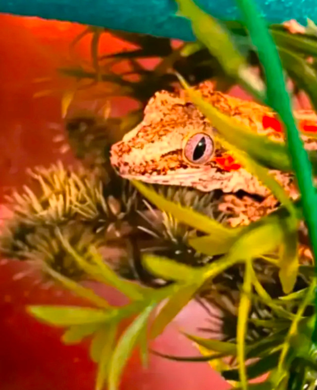 Stunning Sweet Female Gargoyle Gecko in Reptiles & Amphibians for Rehoming in Sudbury