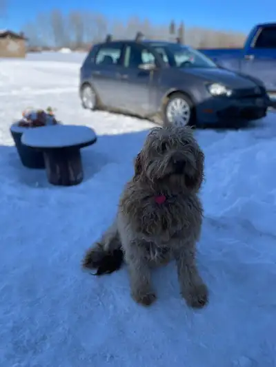 golden doodle, View more