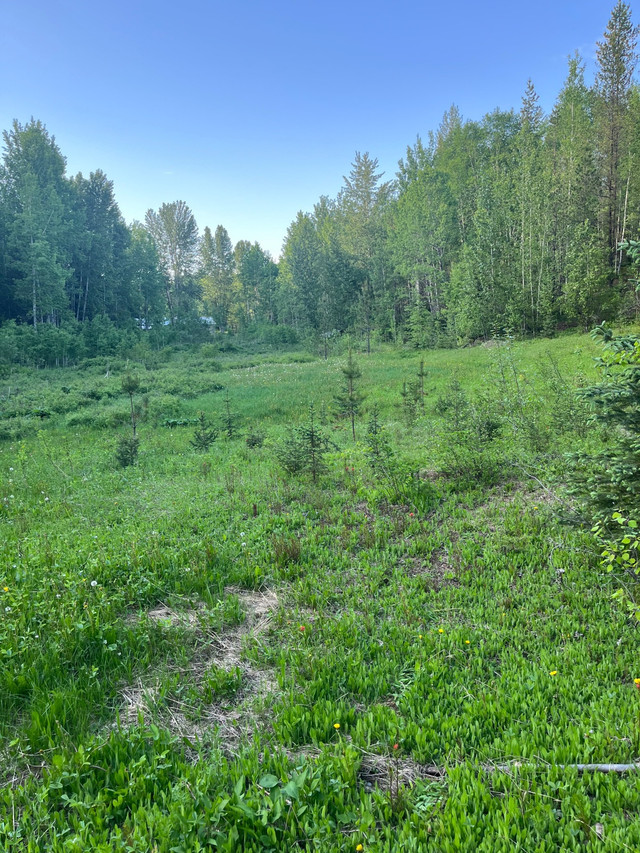14+ acres Land for Sale Quesnel Kijiji