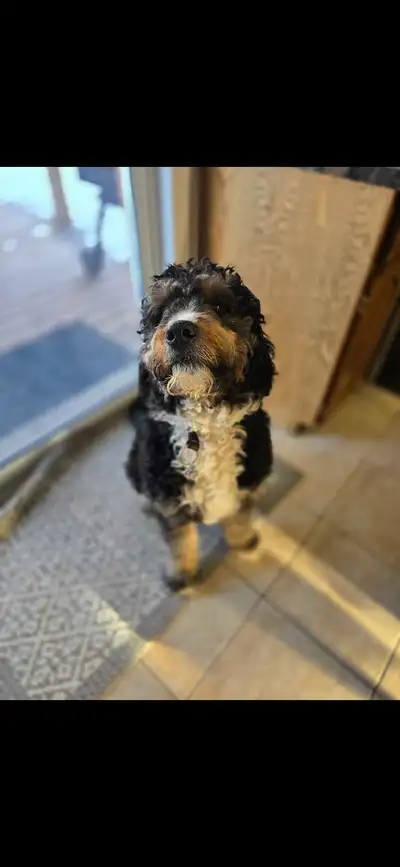 Bernedoodles F1b, View more