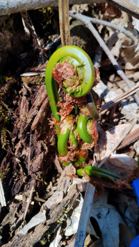 FRESH FIDDLEHEADS 2024 SEASON--ORDER TODAY*