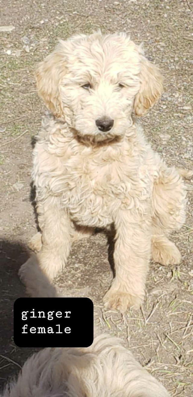  Golden doodle puppies. Gorgeous and loving ❤  in Dogs & Puppies for Rehoming in Prince George