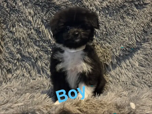 Pomeranian x Shih Tzu puppies in Dogs & Puppies for Rehoming in Strathcona County - Image 6