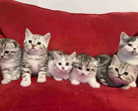 Pure bred Scottish fold kittens 