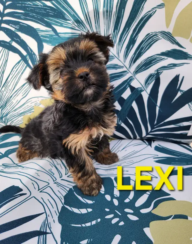 Yorkie puppy  (Yorkshire Terrier)  for sale in Dogs & Puppies for Rehoming in Edmonton - Image 2