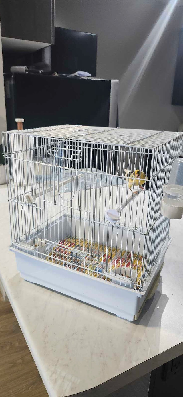 American male canary singer born 2024 in Small Animals for Rehoming in London - Image 4