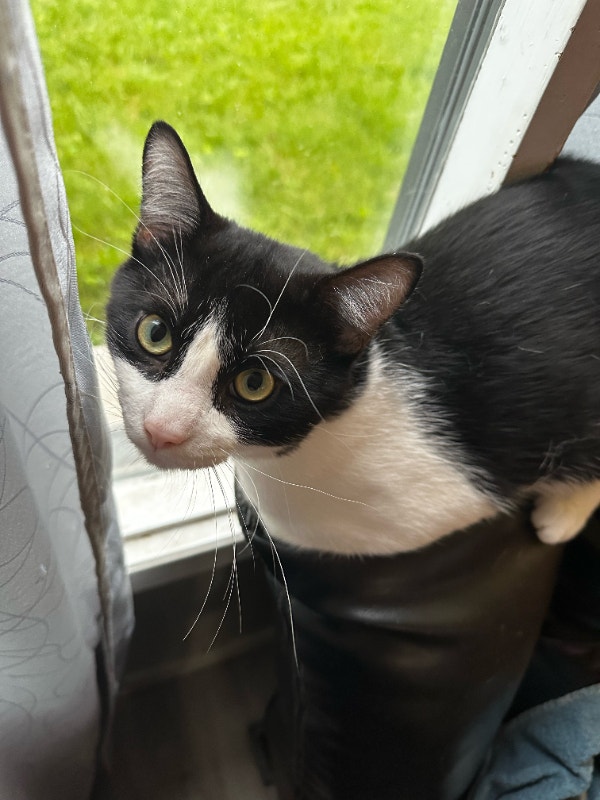 Kitty looking for his forever home Cats & Kittens for Rehoming