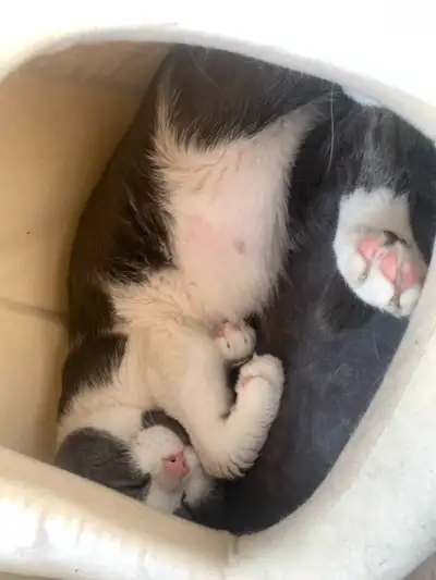 rehoming cat named moon, View more