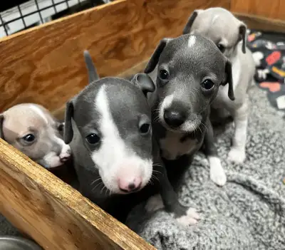 Lévrier Italien/Italian Greyhound, View more