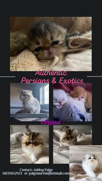 Excited to announce new arrivals!Gorgeous Exotic Persian kittens