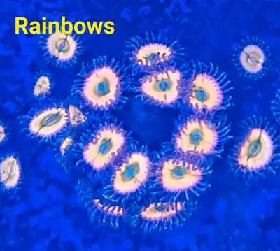 Rainbow zoas - saltwater coral frag , View more