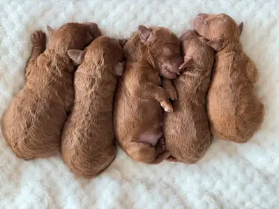 Toy poodle puppies, View more