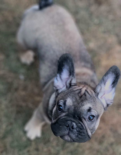 Purebred French Bulldog Puppies Available  