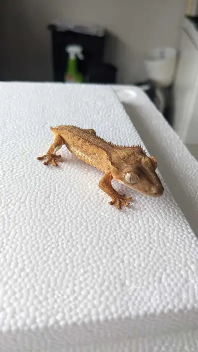 Toronto Reptile Expo - Get 10% off a crested gecko!, View more