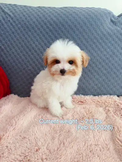 Toy Poodle Puppies ready now, View more