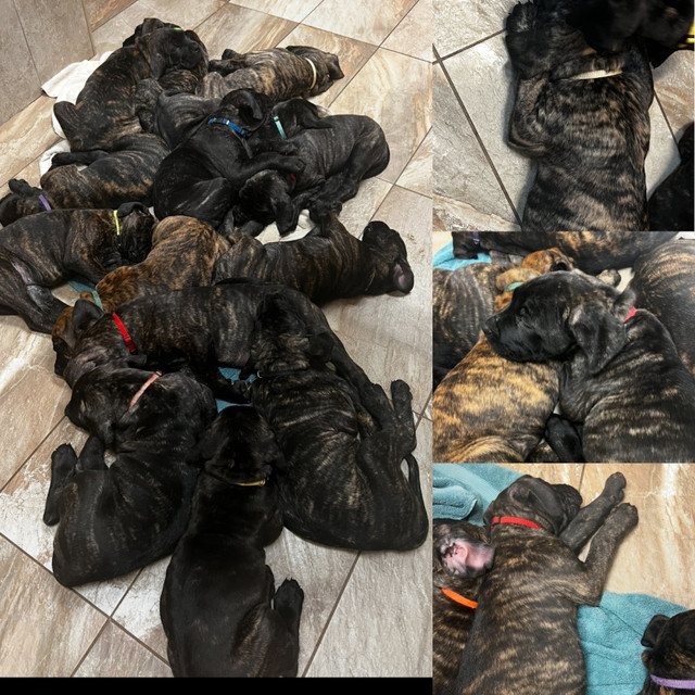 Presa Canario Puppies in Dogs & Puppies for Rehoming in Hamilton - Image 4