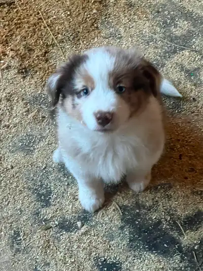 Mini Aussie Pups, View more