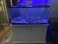 90 gallon saltwater aquarium 