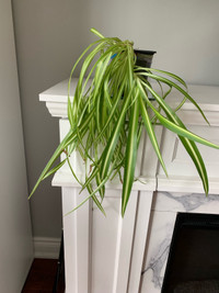  SPIDER PLANTS: -Super easy to grow!- Spider Plant produces oxyg