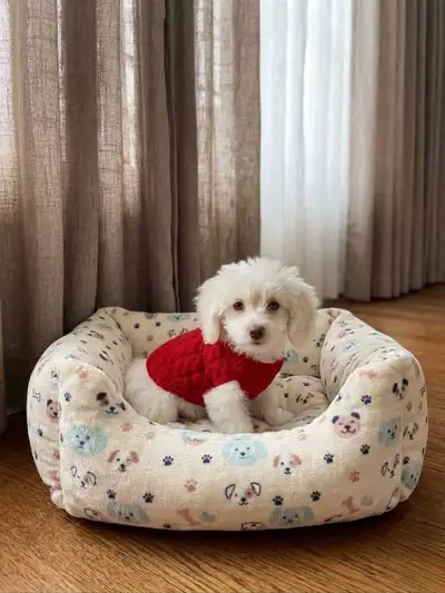 Mini Chiot Maltipoo ( Femelle ), View more