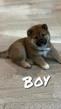 Purebred Shiba Inu puppies!!