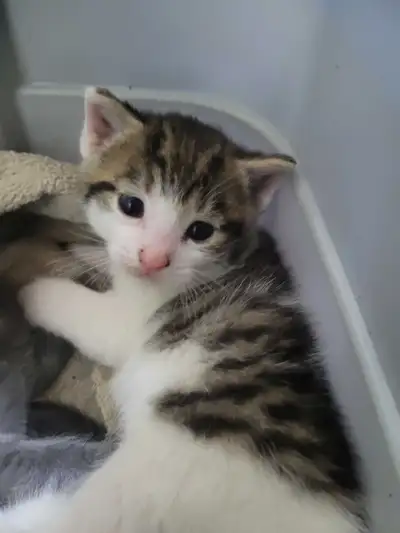 friendly kittens for rehoming, View more