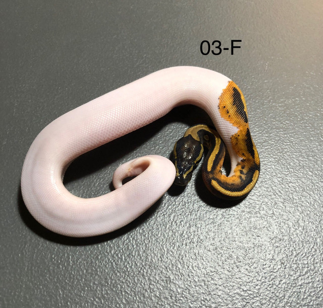 OBO- 03-F- Orange dream, Pied het, MJ Ax. in Reptiles & Amphibians for Rehoming in Kelowna