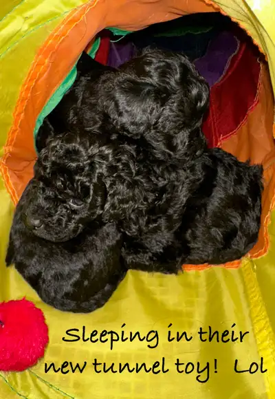 Toy Poodle Pups - Ready April 2, View more