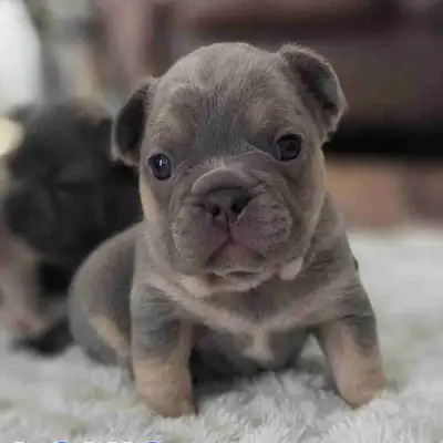 Cute french bulldogs, View more