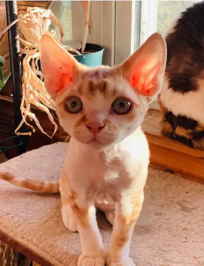 Cats with Sass has a litter of inquisitive, happy, healthy and friendly kittens available. These kit...