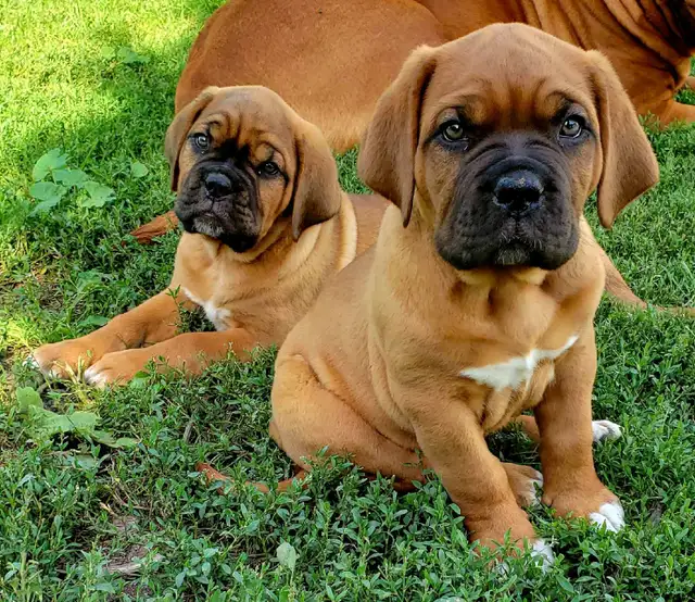 CKC Dogue de Bordeaux puppies in Dogs & Puppies for Rehoming in London - Image 7