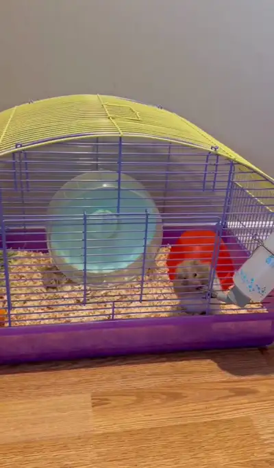 I am looking to rehome my sweet Syrian hamster. She is healthy, active, and handled regularly. To he...