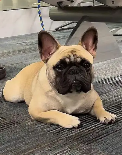 Champion French Bulldog looking for retirement home, View more