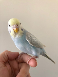 BABY FANCY BUDGIES/ PARAKEETS FOR SALE!!!!!